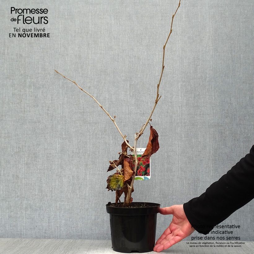 Exemplaar van Hamamelis intermedia Jelena - Toverhazelaar Pot van 2 l/3 l zoals geleverd in de herfst