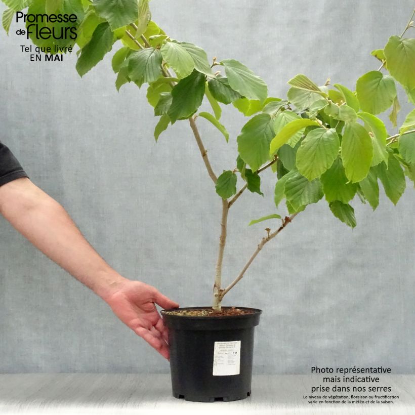 Example of Hamamelis intermedia Jelena - Toverhazelaar Pot van 2 l/3 l as you get in printemps