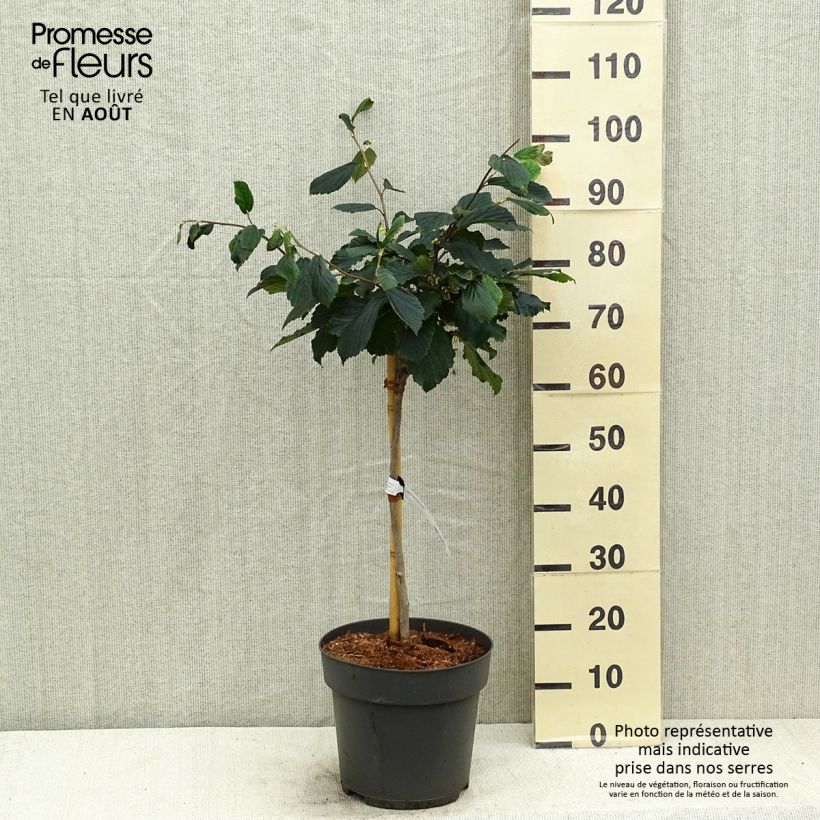 Exemplaar van Hamamelis intermedia Rubin - Toverhazelaar Pot van 7,5 l/10 l, Stengel zoals geleverd in de zomer