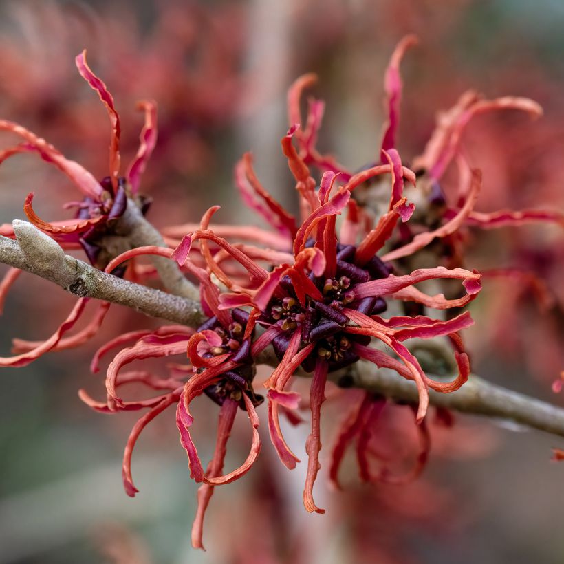 Hamamelis intermedia Rubin - Toverhazelaar (Flowering)