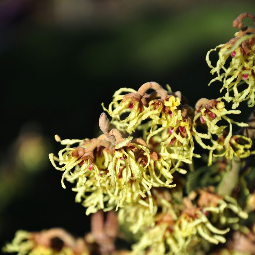 Hamamelis intermedia Westerstede - Toverhazelaar (Flowering)