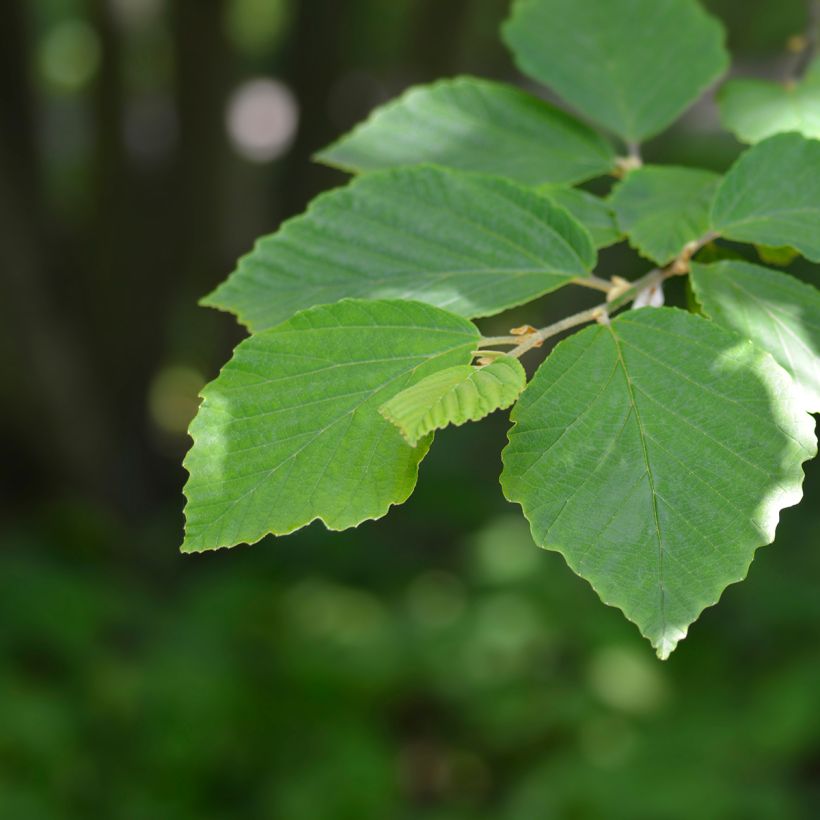 Hamamelis japonica Zuccariniana - Japanse toverhazelaar (Blad)