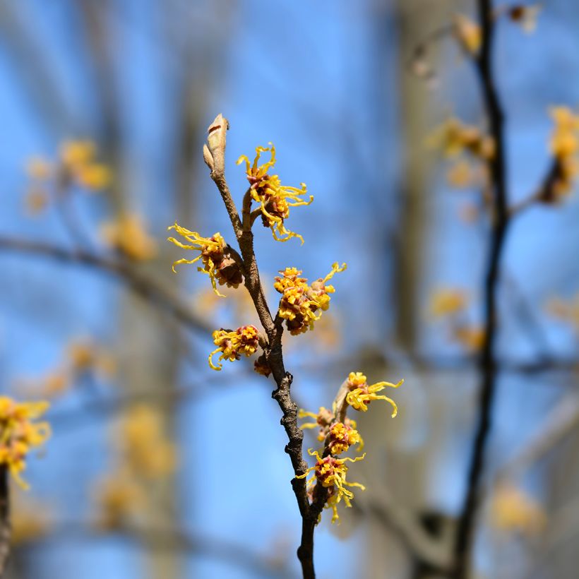 Hamamelis japonica Zuccariniana - Japanse toverhazelaar (Bloei)