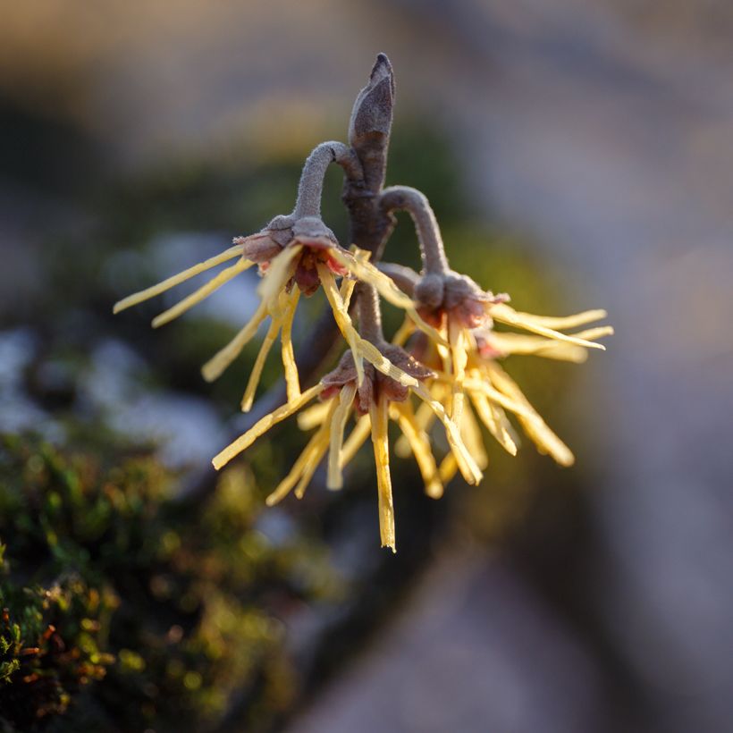 Hamamelis mollis Pallida - Zachte toverhazelaar (Bloei)