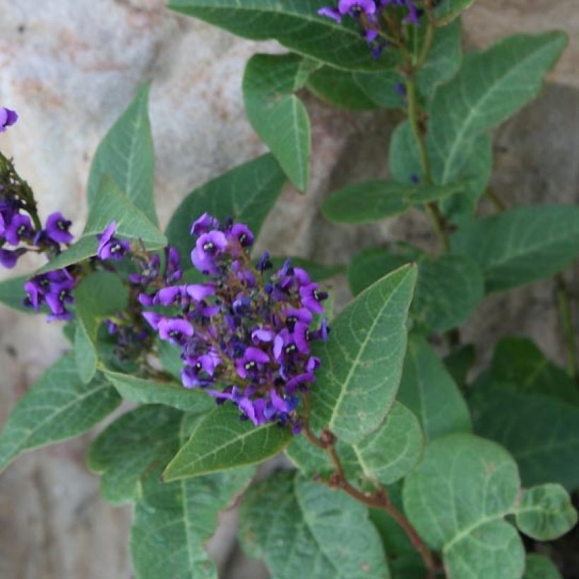 Hardenbergia violacea Regent - Valse sarsparilla (Blad)