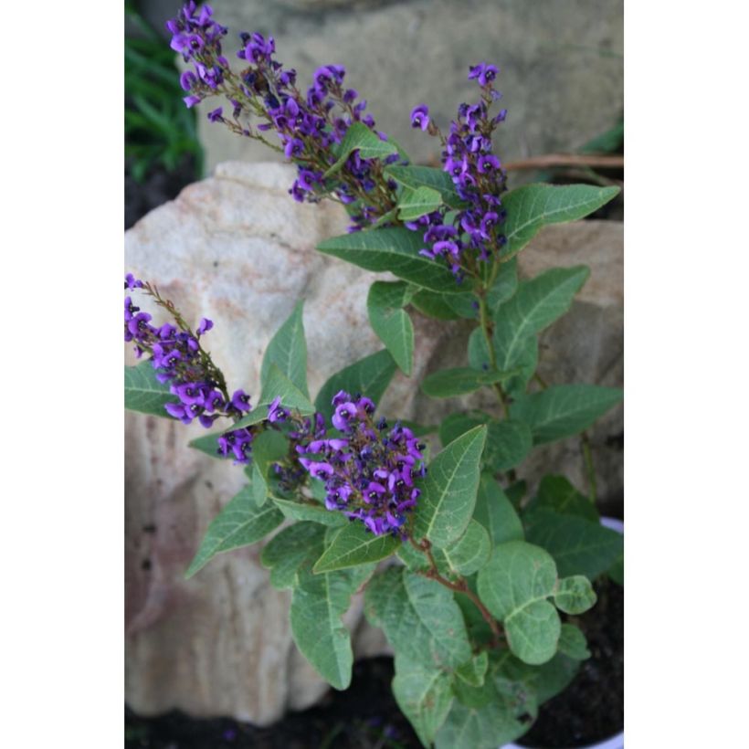 Hardenbergia violacea Regent - Valse sarsparilla (Groeiplaats)