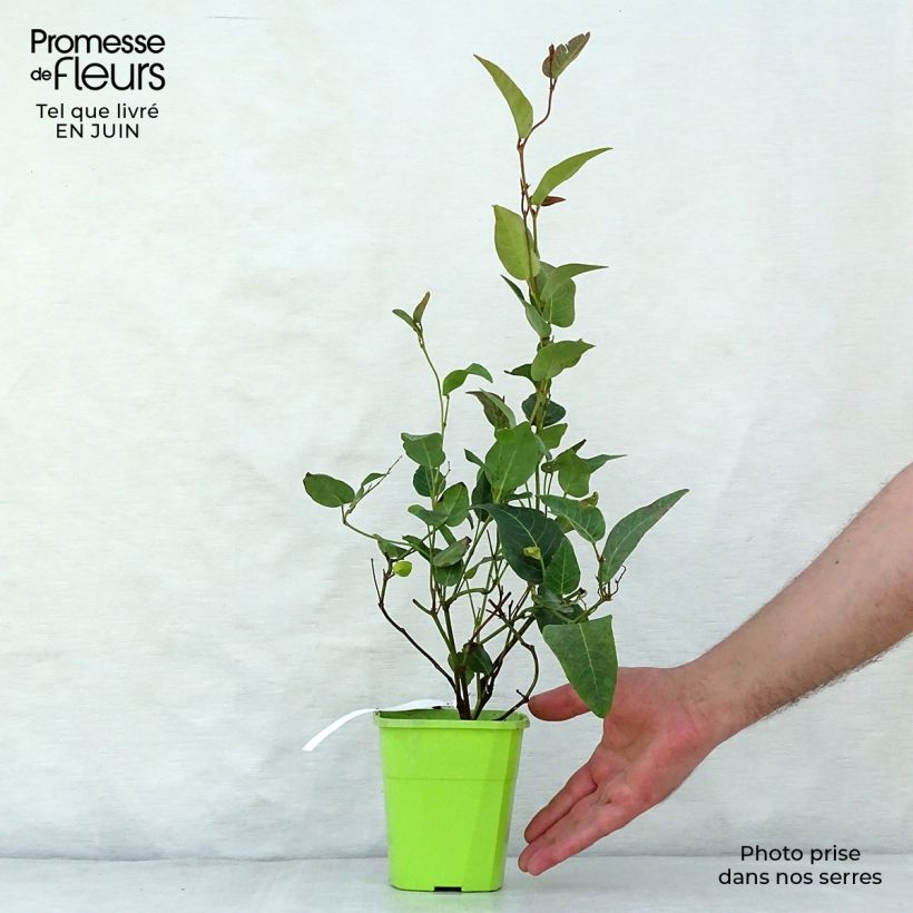 Exemplaar van Hardenbergia violacea Regent - Valse sarsparilla Pot van 1 l/1,5 l zoals geleverd in de zomer