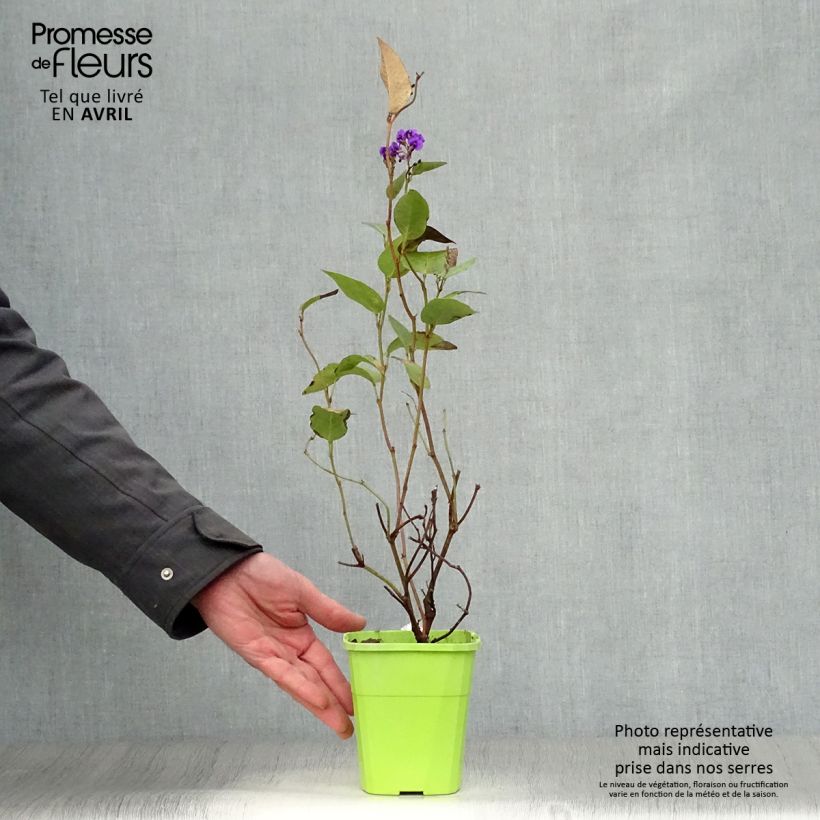 Exemplaar van Hardenbergia violacea Regent - Valse sarsparilla Pot van 1 l/1,5 l zoals geleverd in de lente
