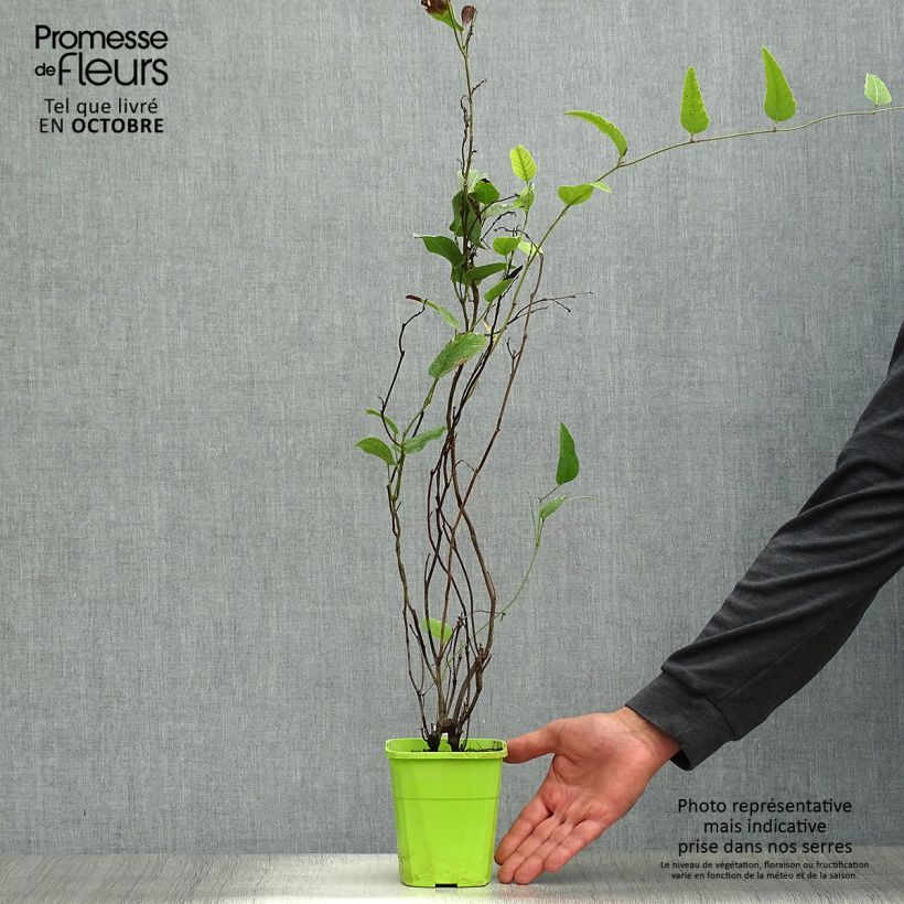 Exemplaar van Hardenbergia violacea Regent - Valse sarsparilla Pot van 1 l/1,5 l zoals geleverd in de herfst