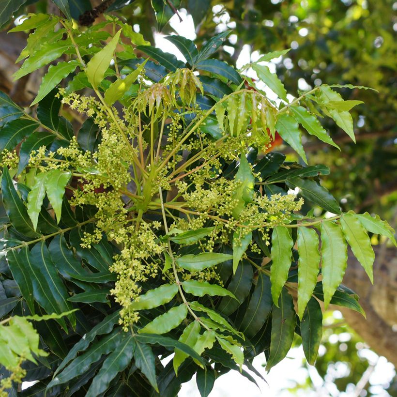 Harpephyllum caffrum (Bloei)