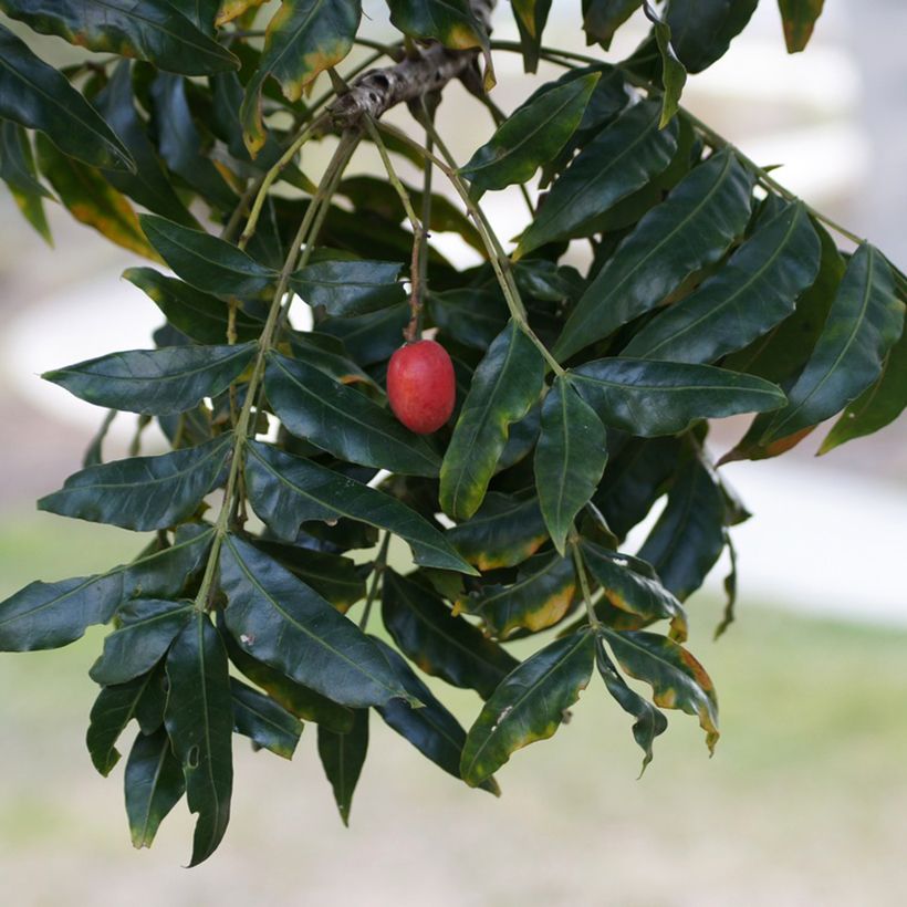 Harpephyllum caffrum (Oogst)