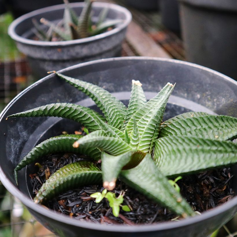 Haworthia limifolia (Groeiplaats)