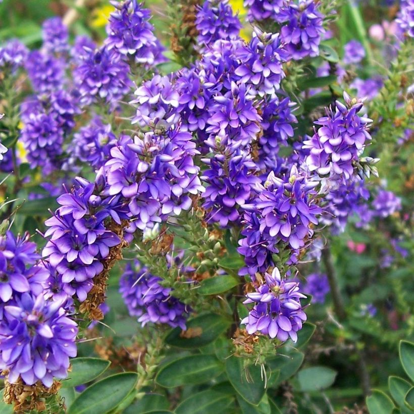 Hebe Autumn Glory - Struikveronica (Flowering)