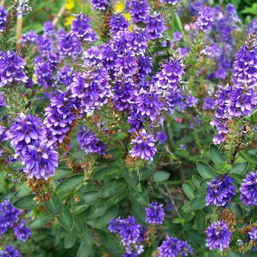 Hebe Autumn Glory - Struikveronica (Plant habit)