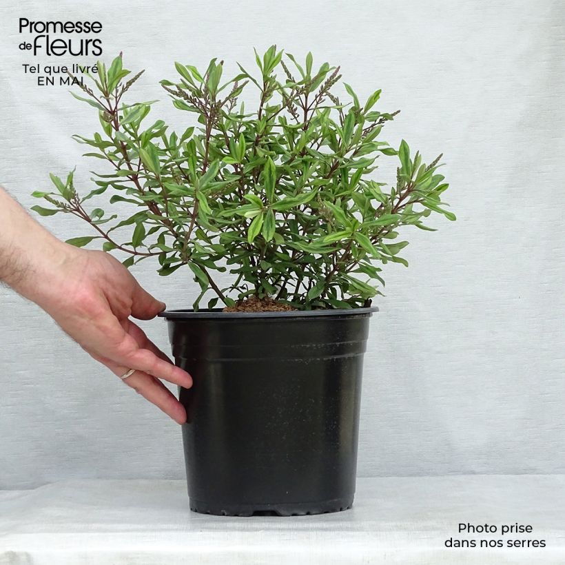 Example of Hebe Celebration - Struikveronica Pot van 3 l/4 l as you get in printemps