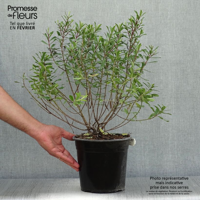 Exemplaar van Hebe Celebration - Struikveronica Pot van 3 l/4 l zoals geleverd in de herfst