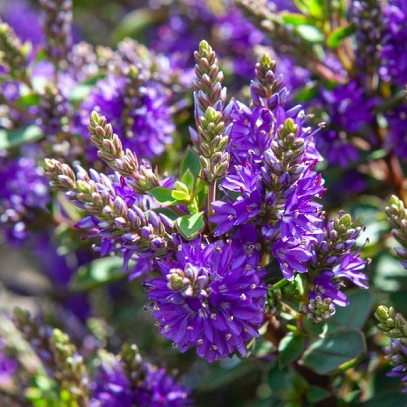 Hebe Claret Crush - Struikveronica (Bloei)