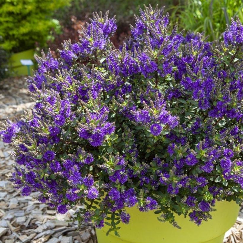 Hebe Claret Crush - Struikveronica (Groeiplaats)