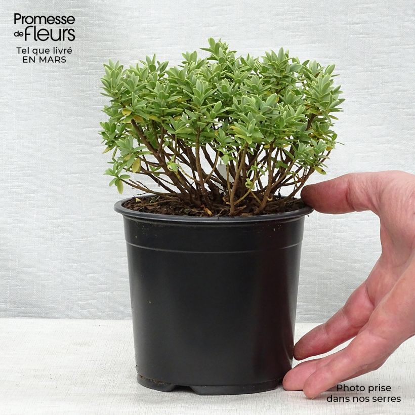 Example of Hebe Cobb Valley - Struikveronica Pot van 10 cm/11 cm as you get in printemps