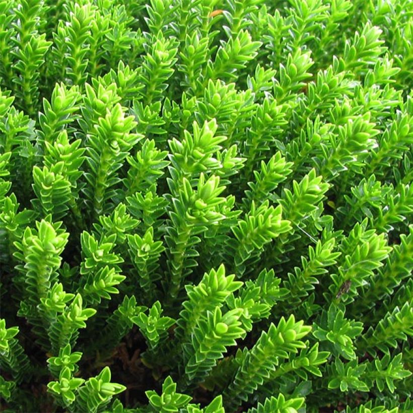 Hebe Emerald Green - Struikveronica (Foliage)