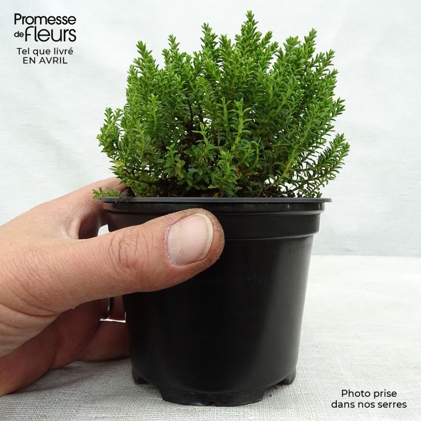 Example of Hebe Emerald Green - Struikveronica Pot van 2 l/3 l as you get in printemps