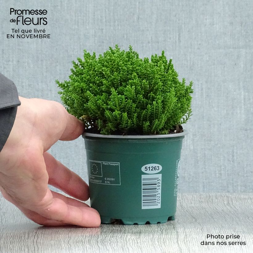 Exemplaar van Hebe Emerald Green - Struikveronica Pot van 2 l/3 l zoals geleverd in de herfst