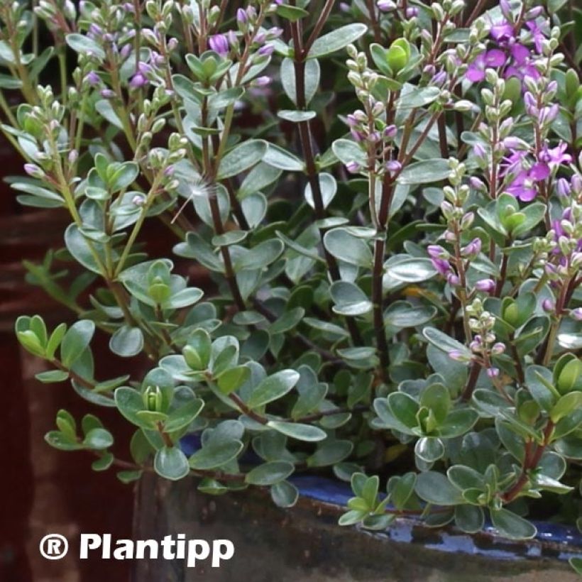 Hebe Garden Beauty Purple - Struikveronica (Foliage)
