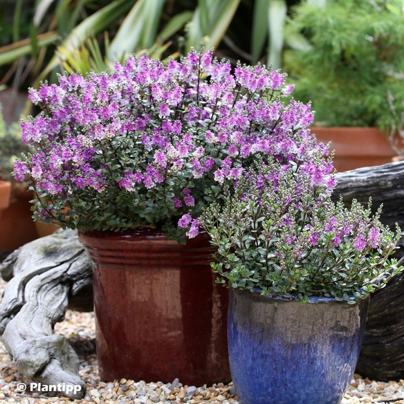 Hebe Garden Beauty Purple - Struikveronica (Plant habit)