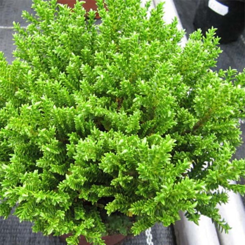 Hebe Green Globe - Struikveronica (Foliage)