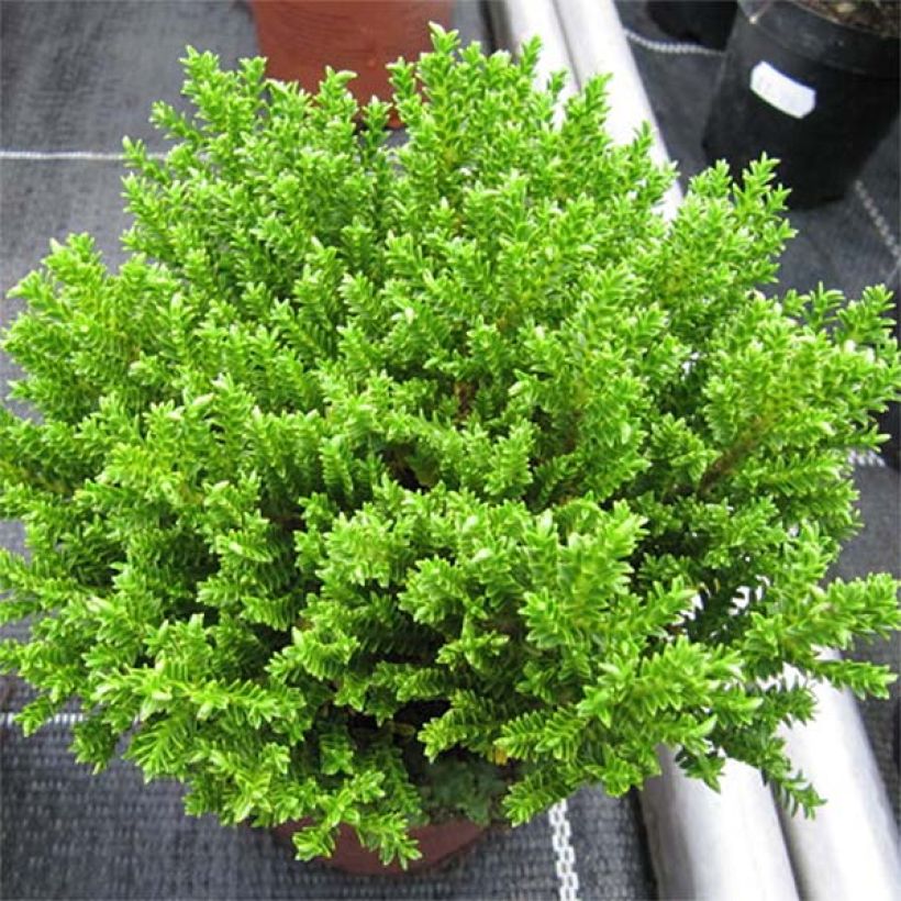 Hebe Green Globe - Struikveronica (Plant habit)