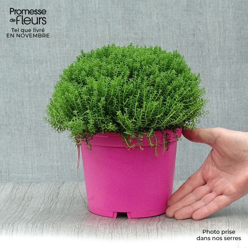 Exemplaar van Hebe Green Globe - Struikveronica Pot van 1,5 l/2 l zoals geleverd in de herfst