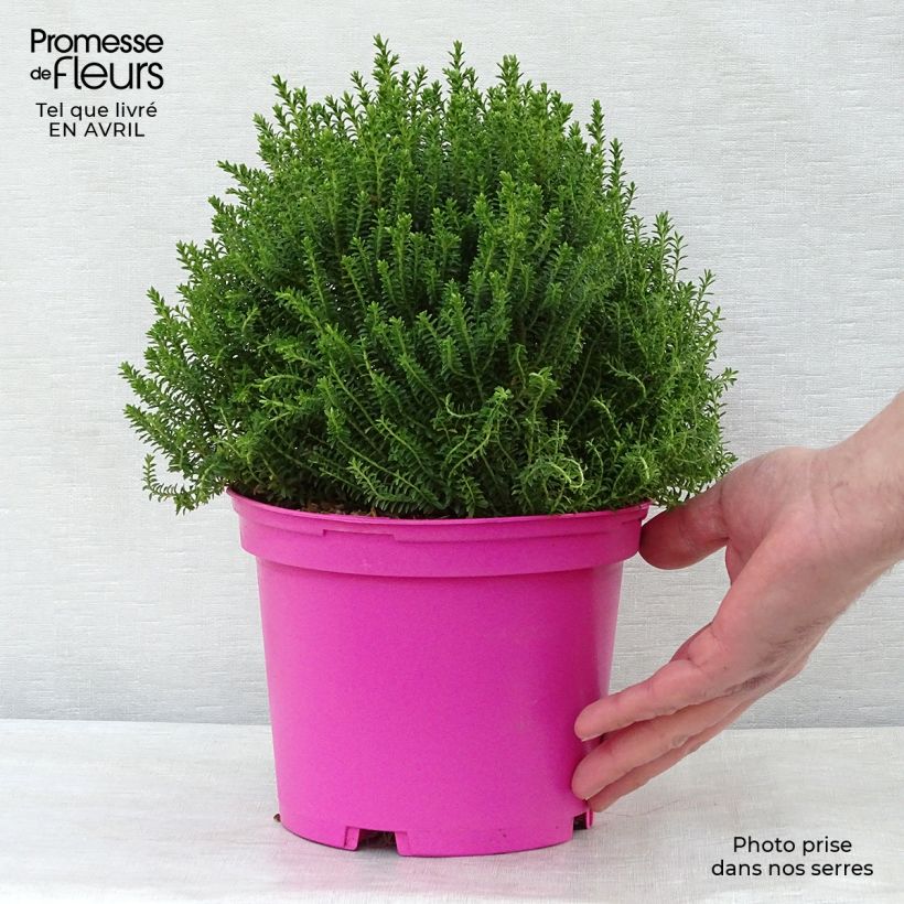 Example of Hebe Green Globe - Struikveronica Pot van 1,5 l/2 l as you get in printemps