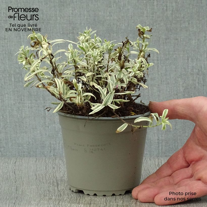 Exemplaar van Hebe Heartbreaker - Struikveronica Pot van 1 l/1,5 l zoals geleverd in de herfst