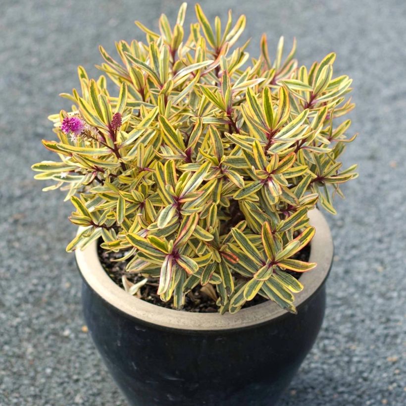 Hebe Jewel of the Nile - Struikveronica (Groeiplaats)