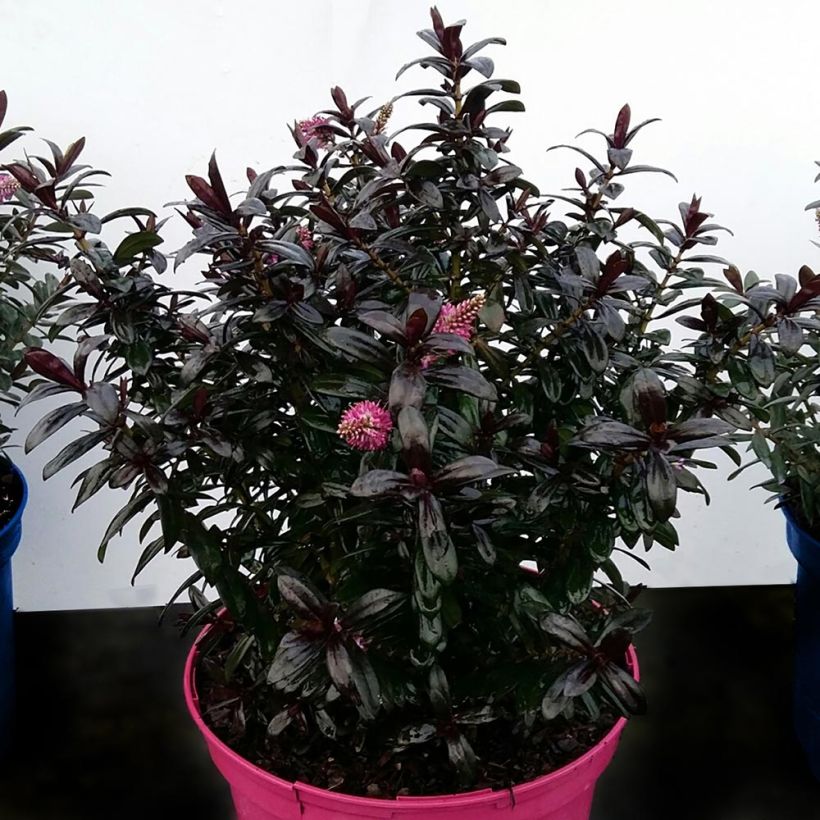 Hebe Joan Mac - Struikveronica (Plant habit)