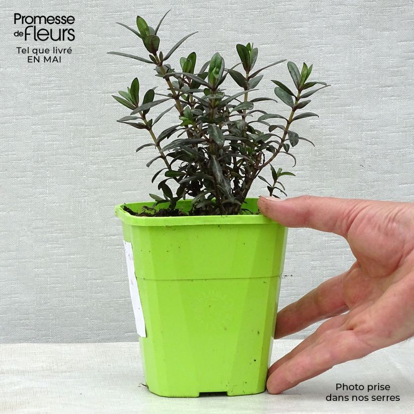 Example of Hebe Joan Mac - Struikveronica Pot van 1 l/1,5 l as you get in printemps
