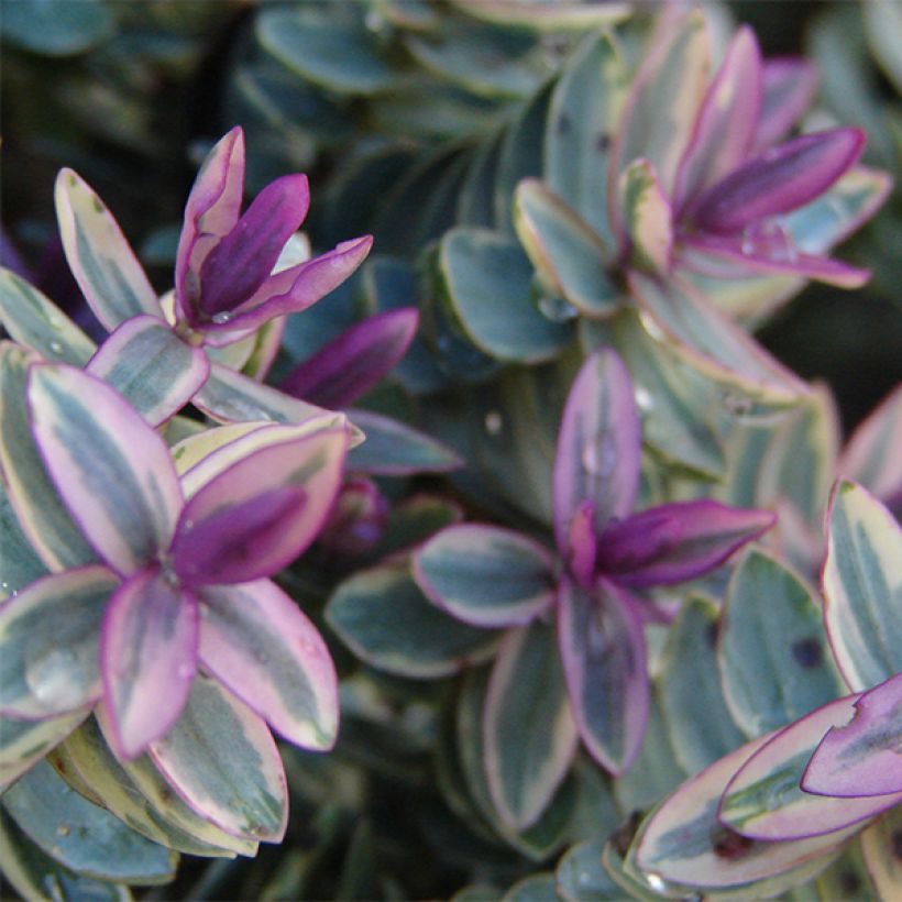 Hebe Lady Ann - Struikveronica (Foliage)