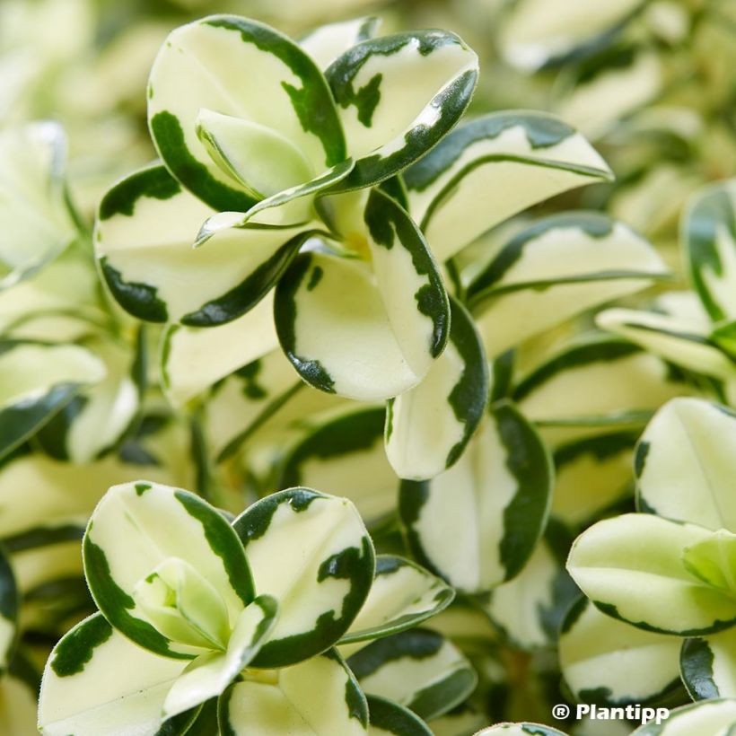 Hebe Leopard Spot - Struikveronica (Foliage)