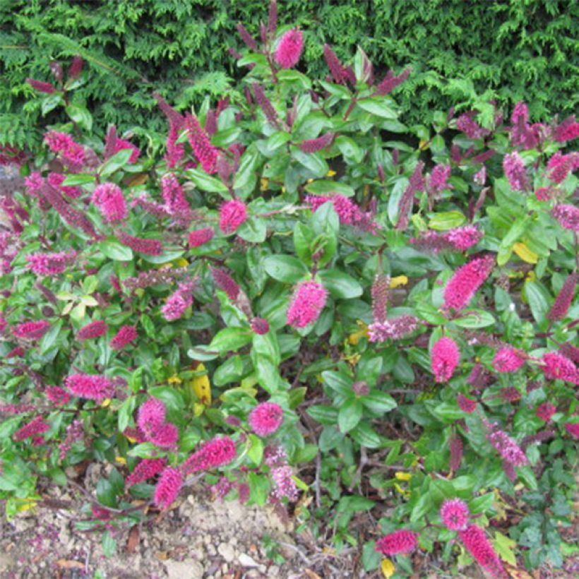 Hebe addenda Linda - Struikveronica (Bloei)