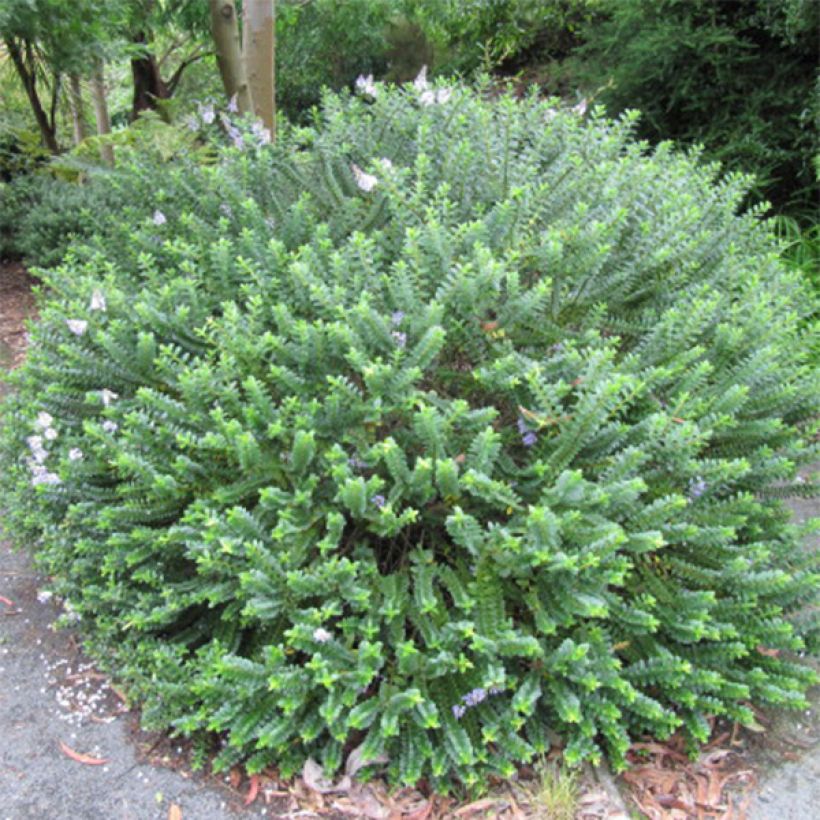 Hebe addenda Linda - Struikveronica (Groeiplaats)