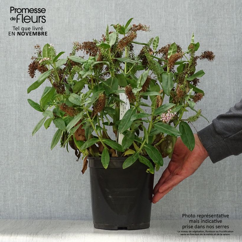 Exemplaar van Hebe addenda Linda - Struikveronica Pot van 3 l/4 l zoals geleverd in de herfst