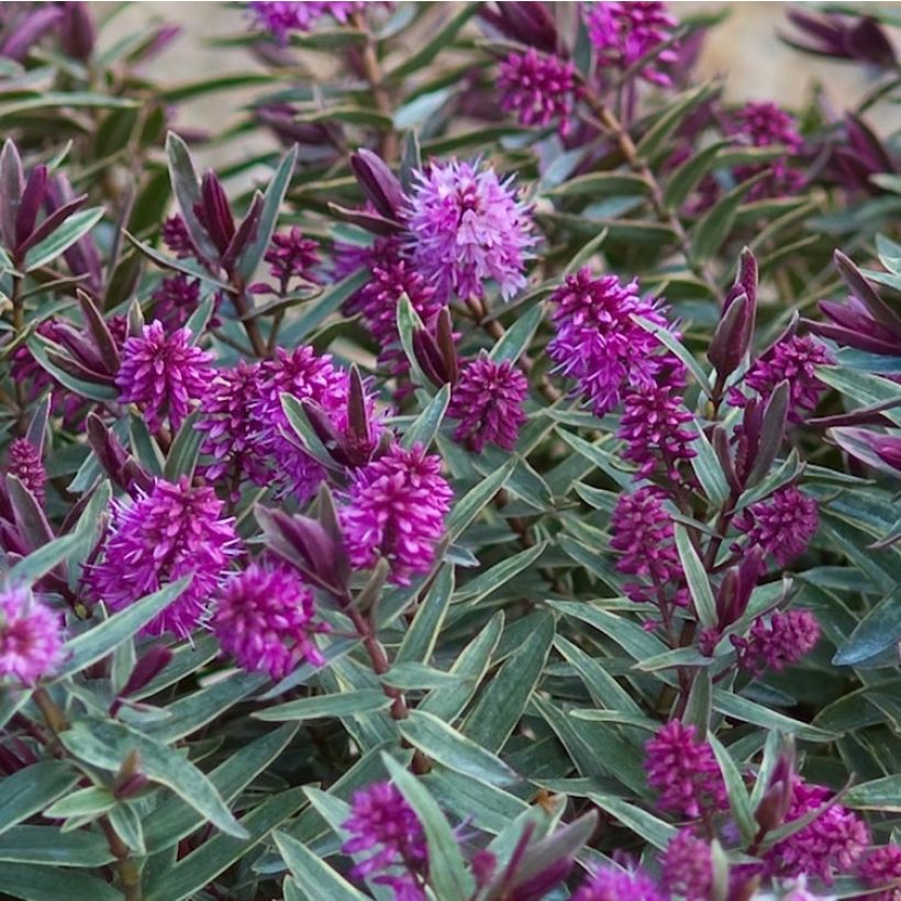 Hebe Marilyn Monroe - Struikveronica (Flowering)