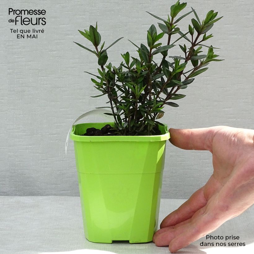 Example of Hebe Midnight Sky - Struikveronica Pot van 1,5 l/2 l as you get in printemps