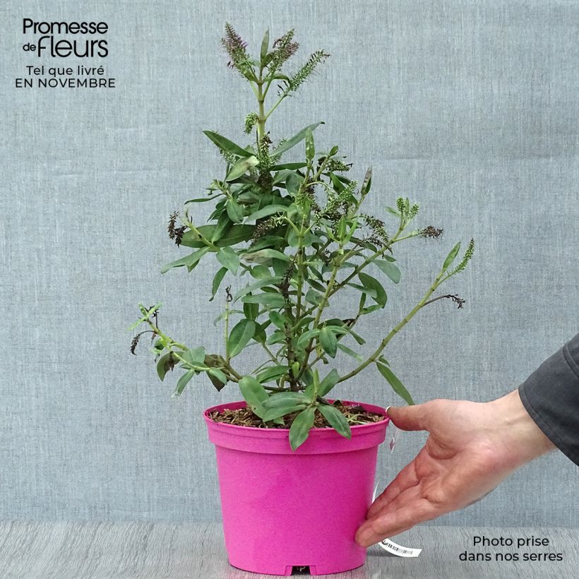 Exemplaar van Hebe Ouessant - Struikveronica Pot van 2 l/3 l zoals geleverd in de herfst