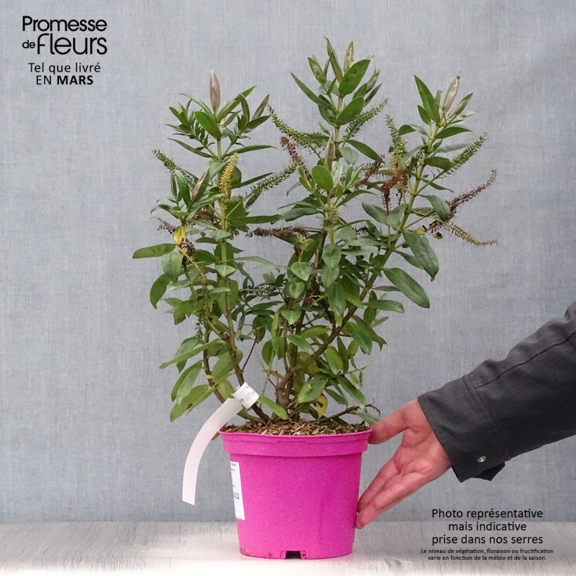 Example of Hebe Ouessant - Struikveronica Pot van 2 l/3 l as you get in printemps