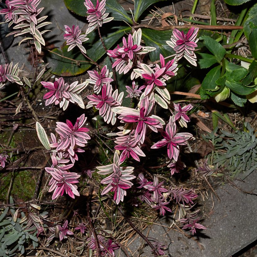 Hebe Purple Shamrock - Struikveronica (Blad)
