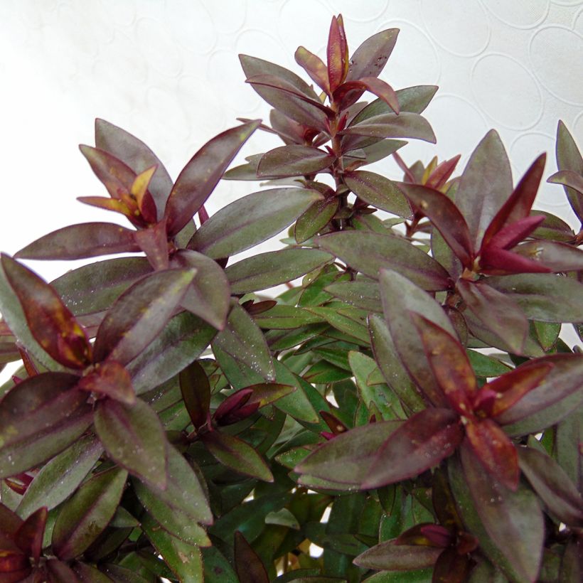 Hebe Raspberry Ripple - Struikveronica (Foliage)