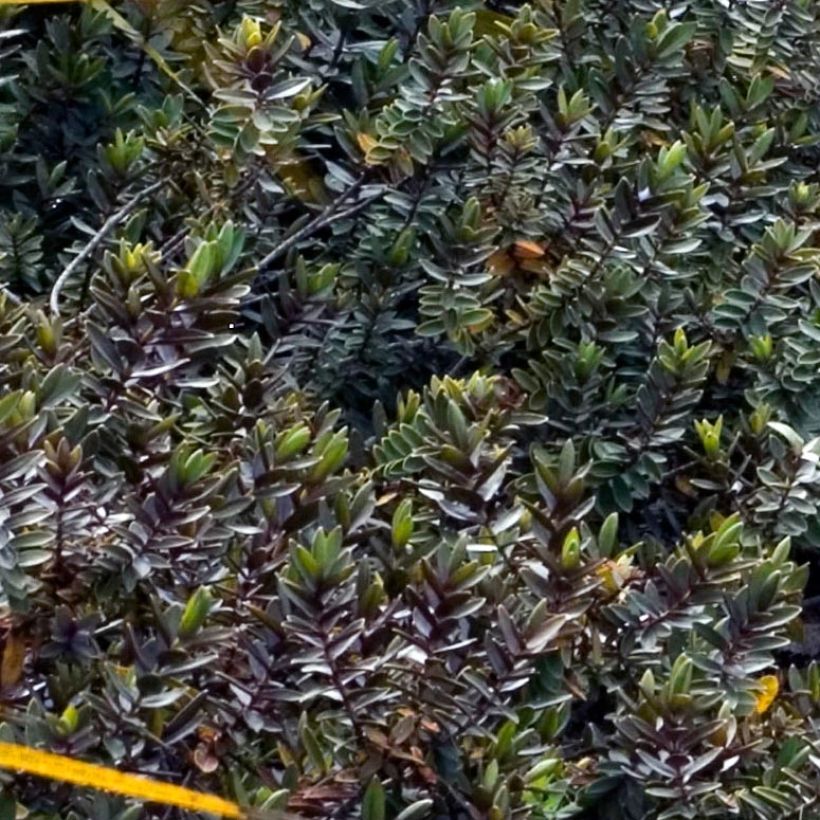 Hebe albicans Red Edge - Struikveronica (Blad)