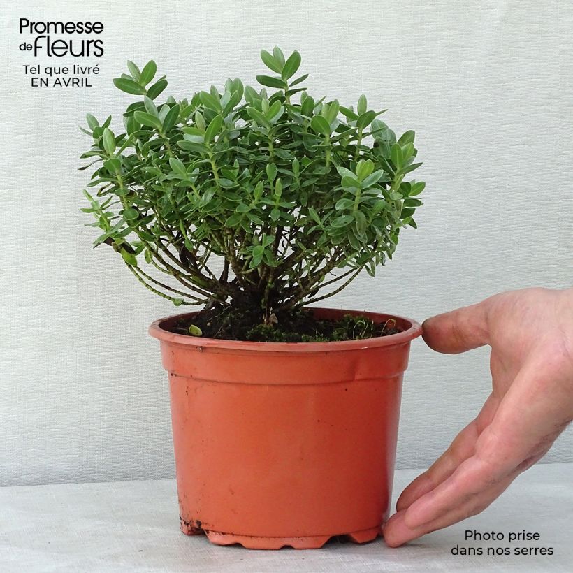 Exemplaar van Hebe albicans Red Edge - Struikveronica Pot van 2 l/3 l zoals geleverd in de lente