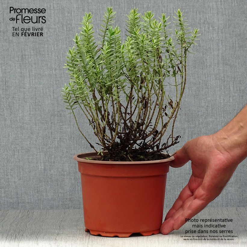 Exemplaar van Hebe albicans Red Edge - Struikveronica Pot van 2 l/3 l zoals geleverd in de herfst